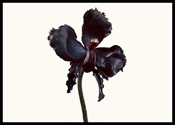 Ombr&eacute; Leather 